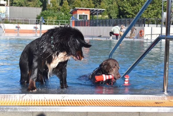 Bäderwechsel, Hundeschwimmen und mehr in den Ohase-Bädern